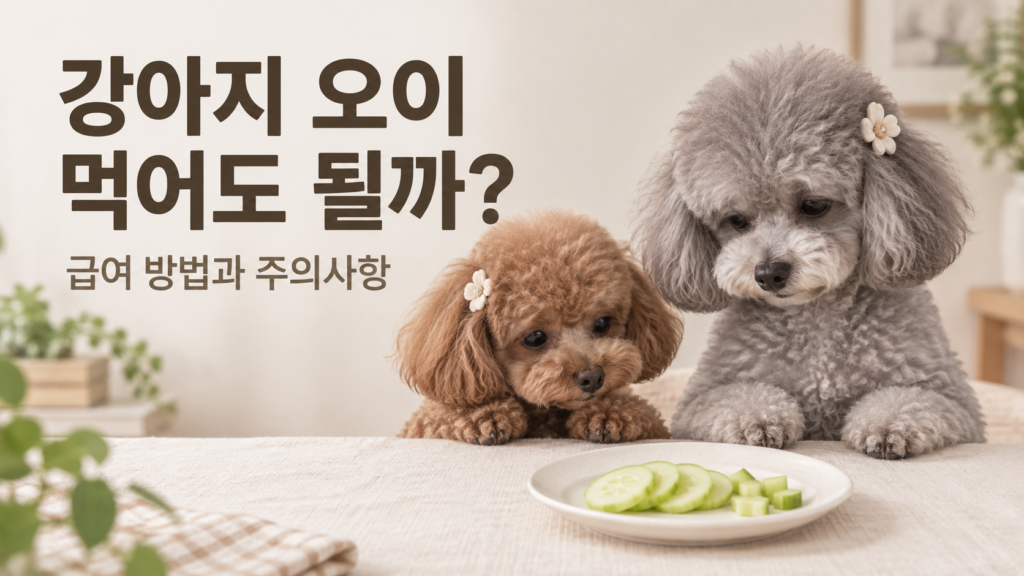 껍질을 벗겨 작게 자른 오이를 앞에 두고 바라보는 갈색 푸들 푸른이와 회색 푸들 운이