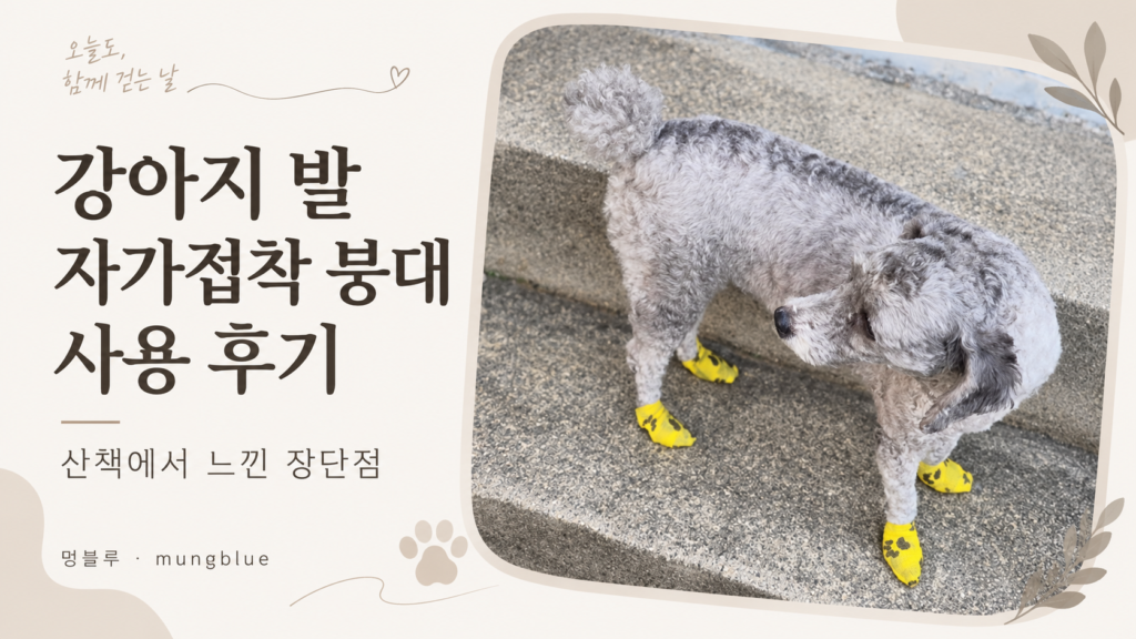 노란 자가접착 붕대로 네 발을 감싸고 계단에 서 있는 회색 푸들 운이