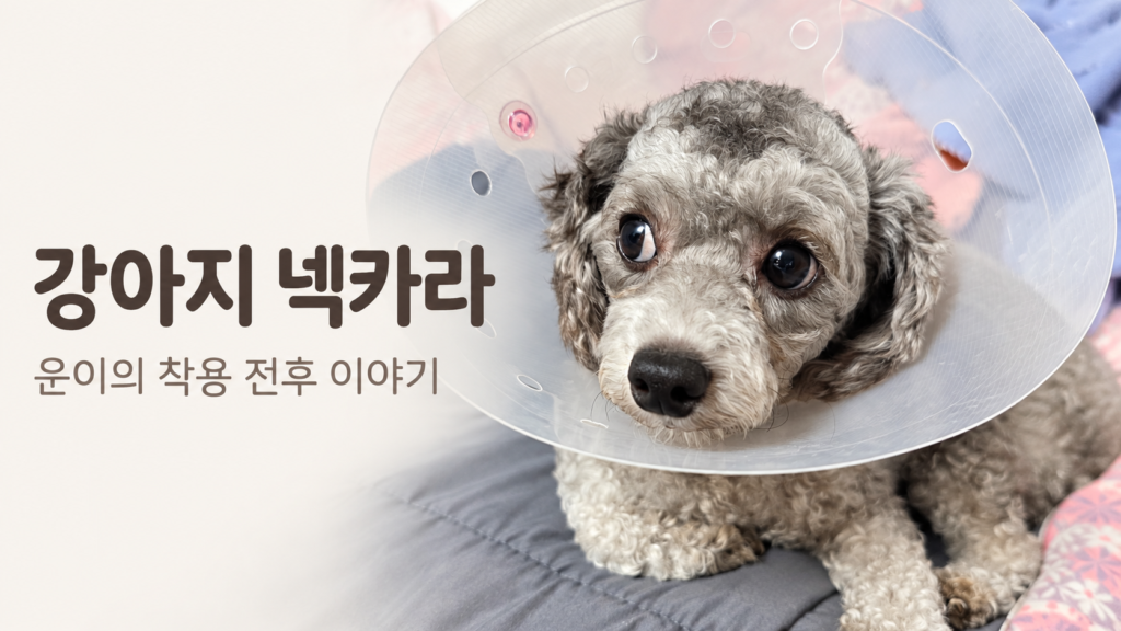 투명 강아지 넥카라를 착용하고 이불 위에서 올려다보는 회색 토이푸들 운이