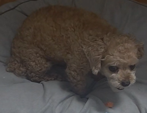 강아지가 간식을 숨기는 이유를 보여주는 방석 위 푸들 푸른이
