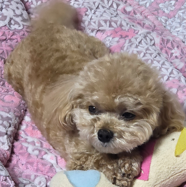 작은 체구를 유지해 어린 강아지처럼 보이는 현재의 갈색 푸들 푸른이