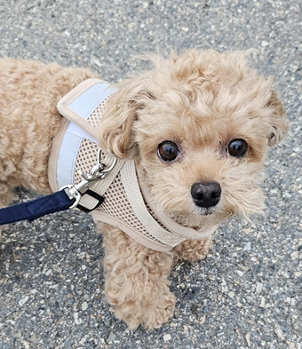 강아지 하네스 추천 베이지색 평소용 하네스를 착용하고 산책하는 갈색 푸들 푸른이