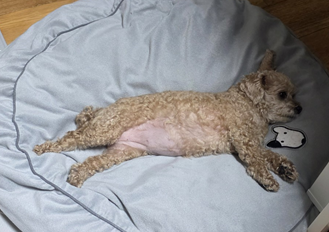 강아지 잠자는 자세로 큰 방석 위에서 옆으로 길게 누워 쉬는 브라운 푸들 푸른이
